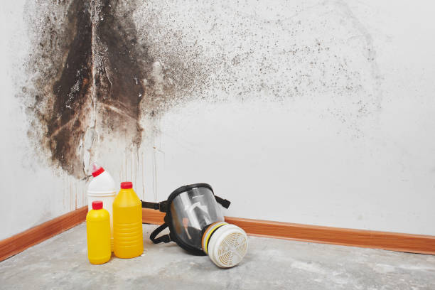 Best Attic Mold Removal  in Ruleville, MS