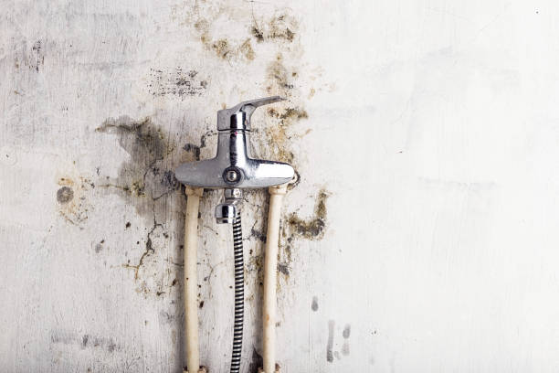 Best Black Mold Removal  in Ruleville, MS