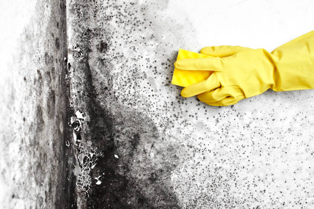 Mold Removal and Inspection in Ruleville, MS