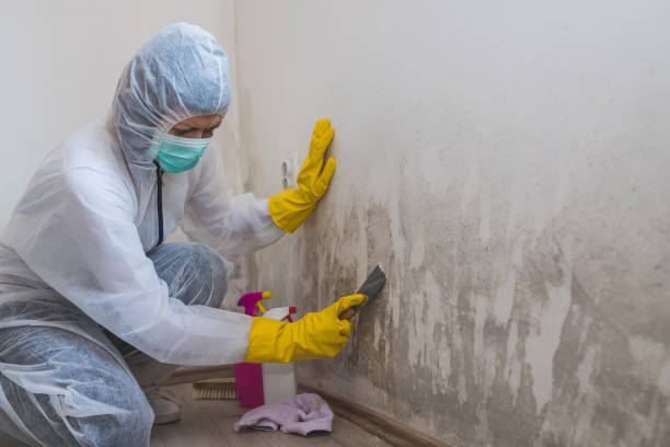Best Mold Damage Repair  in Ruleville, MS
