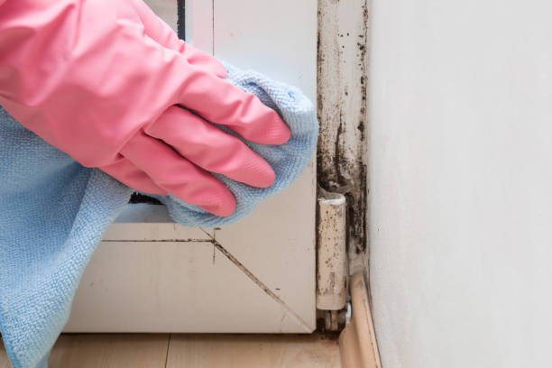 Best Office Mold Removal Services  in Ruleville, MS